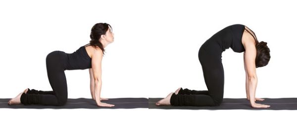 Tư thế mèo bò trong yoga